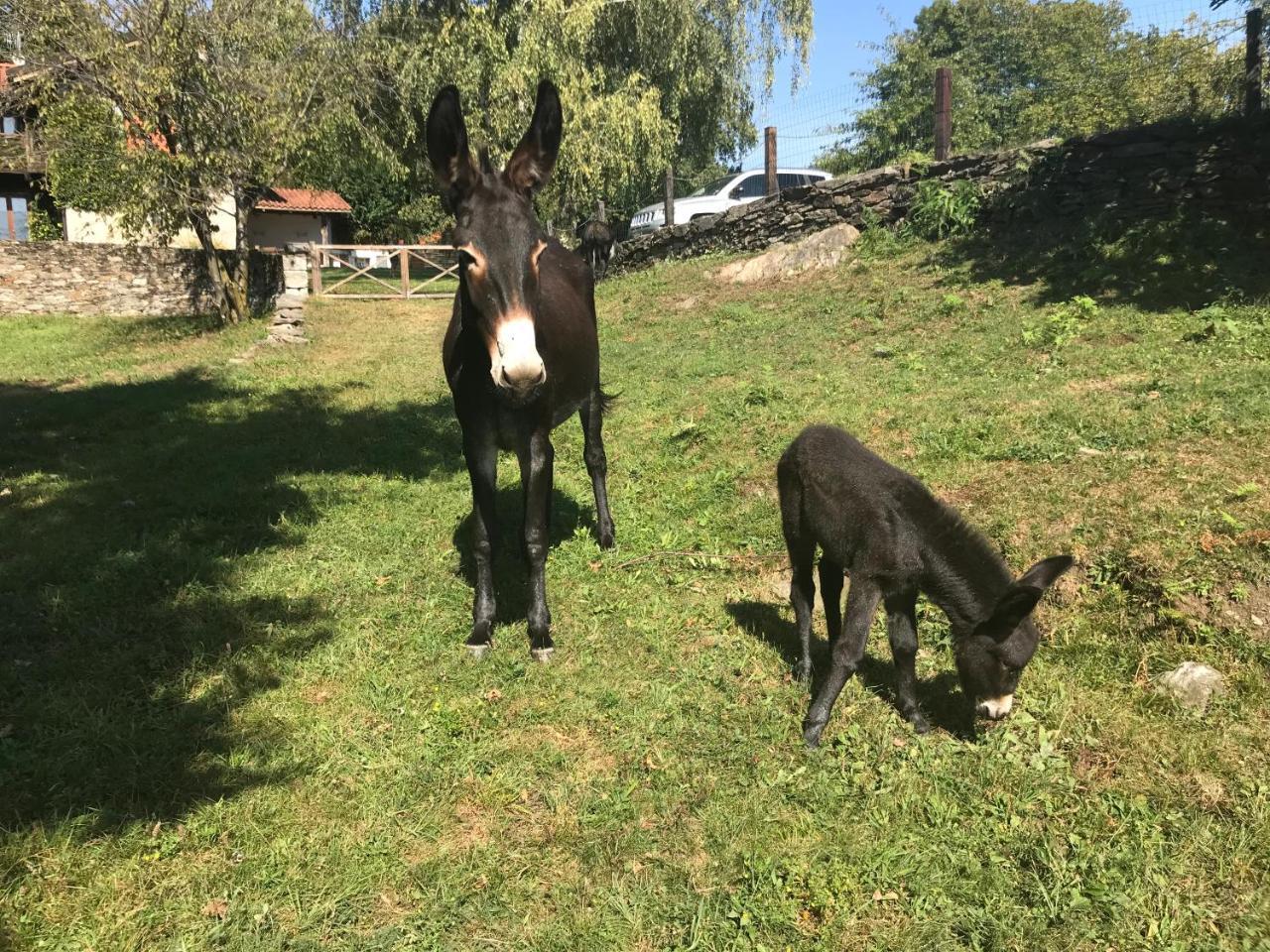 Il Ciliegio Selvatico Apartment Verbania Bagian luar foto